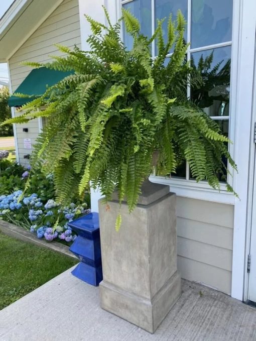 【TK Users Exclusive】UV Resistant Lifelike Artificial Boston Fern - Image 3